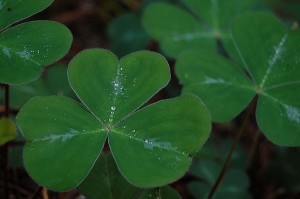 Ireland is not all about the booze, it's about the tech! 1 800px Shamrock leaf
