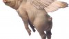 Flying_Pig