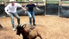kroombit-goat-rodeo